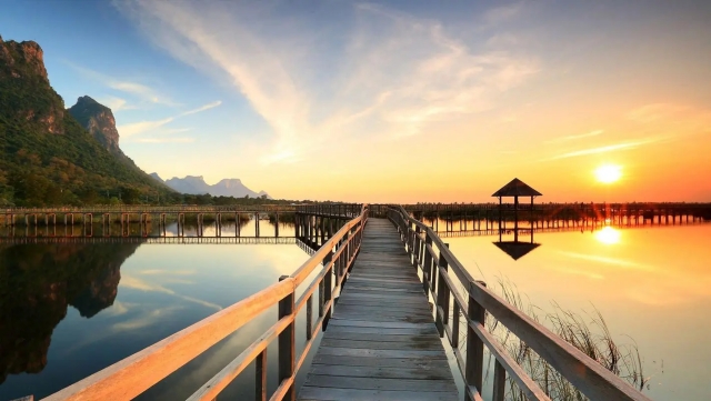 bat365集团：园林绿化长寿菊